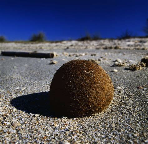 Weird things that have washed up on beaches