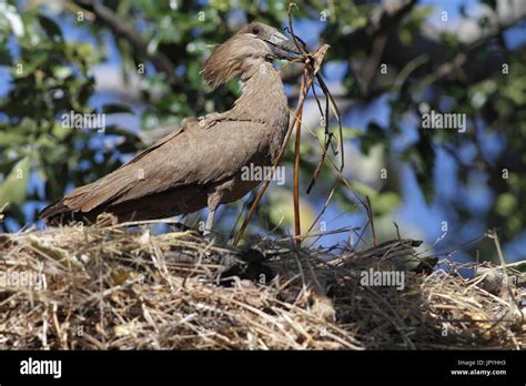 Hamerkop building its nest - Botswana Stock Photo - Alamy