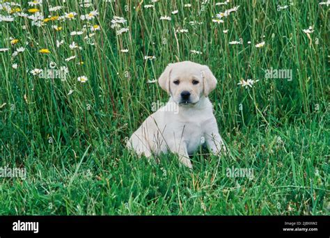 Yellow Lab Puppy Sitting In Meadow Of Flowers Stock Photo Alamy