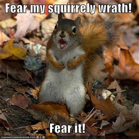 funny squirrels - Dump A Day