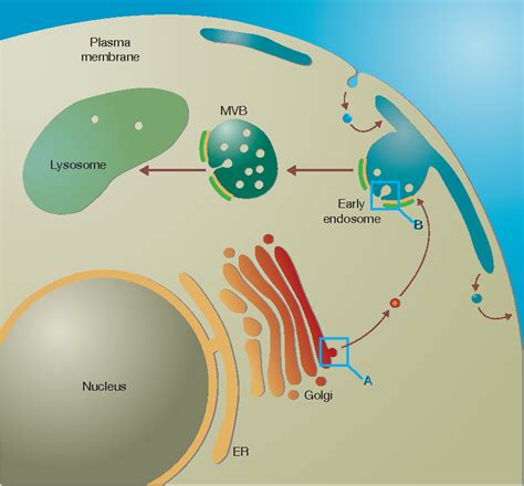 ggaing ubiquitin   endosome semantic scholar