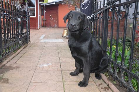 DONATIE Mascul Negru De Labrador La 1 AN Pedigree A Bucuresti