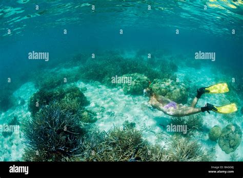 Snorkeling At Shallow Coral Reef Micronesia Palau Stock Photo Alamy