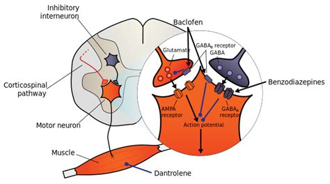 Skeletal Muscle Relaxants | The Lecturio Medical Online Library