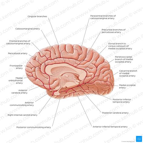 Corpus Callosum Anatomy Function And Clinical Aspects Kenhub