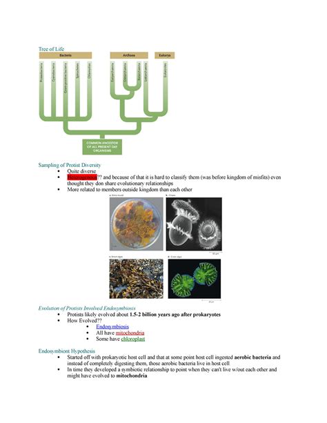 Chapter 24 Protists Lecture Notes 24 Tree Of Life Sampling Of Protist Diversity Quite