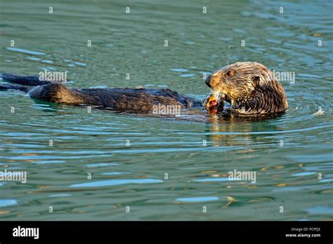 Morro Bay Sea Otter Resting Hi Res Stock Photography And Images Alamy