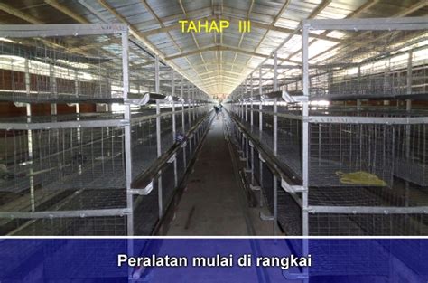 Kandang Ayam Doc I Kandang Doc Ayam Petelur Kandang Pullet Ayam