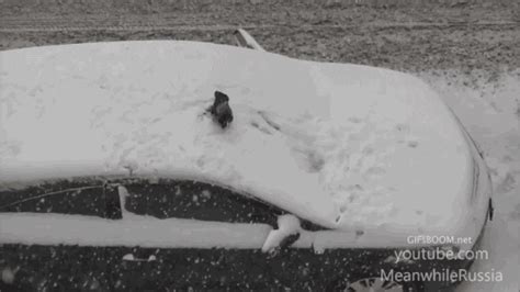 Snow Crow GIF - Find & Share on GIPHY