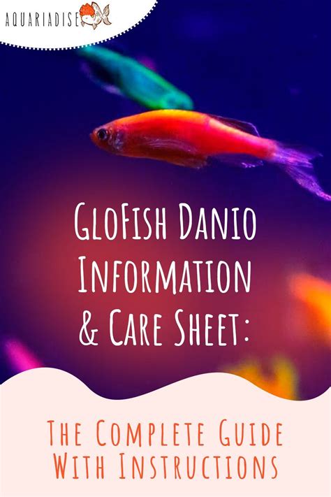 Glofish Is A Brand Of Fish That Has Been Genetically Modified To