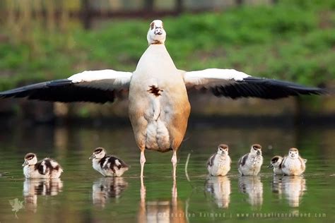 Goose Mother Protecting Her Goslings Roeselien Raimond Nature Photography