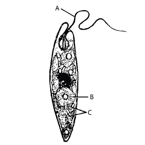 Protista Rhizopoda