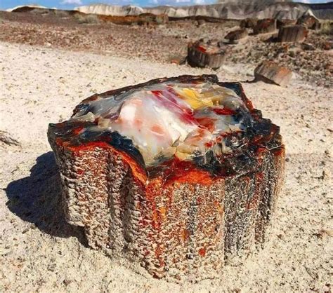 A 225 Million Year Old Relic From Arizona The Amazing Petrified Opal