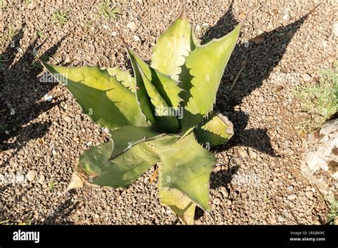 Zurich Switzerland July 14 2023 Agave Salmiana Or Maguey Pulquero At