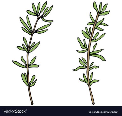 Hand Drawing Thyme Branch Isolated On White Vector Image On VectorStock