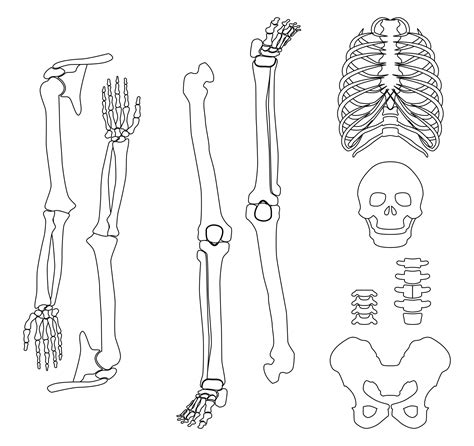 Halloween Skeleton Template 15 Free Pdf Printables Printablee