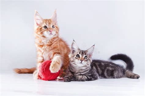 Two Cute Cats Cuddling Stock Image Image Of Cuddling 73091181