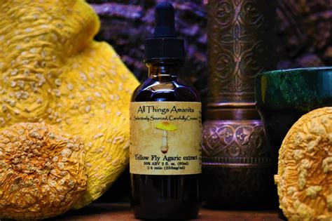 Yellow Fly Agaric Tincture 2 Oz All Things Amanita