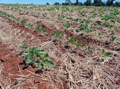 Clima Dificulta Avan O Na Semeadura Da Soja Que Chega A No Rs