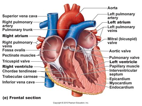 Heart Diagram Quizlet