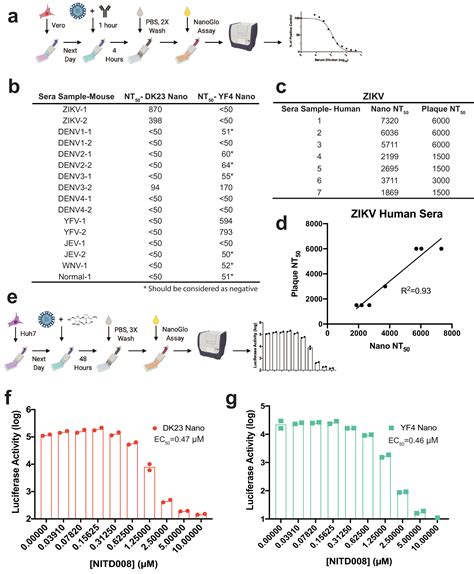 Using Recombination Dependent Lethal Mutations To Stabilize Reporter