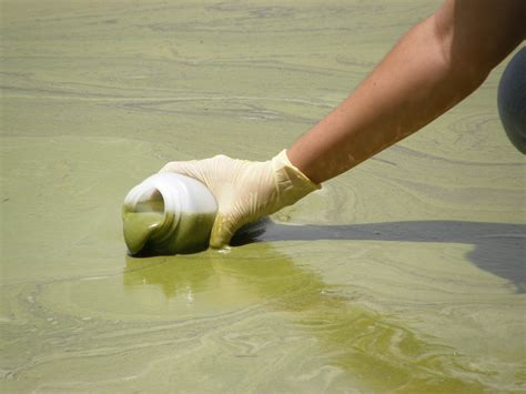 Toxic Algae Bloom Causes State of Emergency in Florida | Microbiology