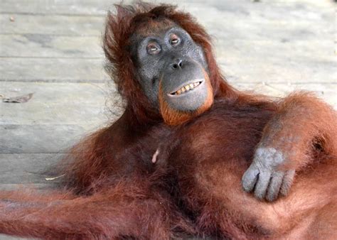 Smiling Orangutan | Smithsonian Photo Contest | Smithsonian Magazine