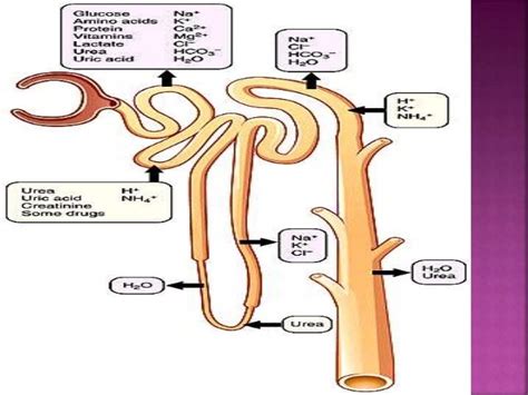 Role Of Kidney In Osmoregulation