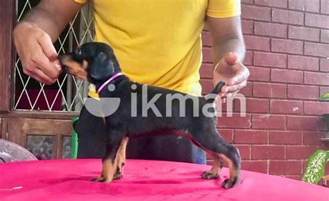 Doberman Male Puppy For Sale In Kalutara City Ikman