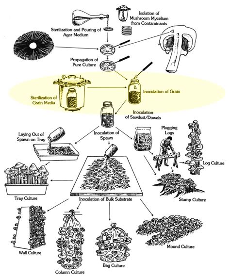 Mushroom Cultivation