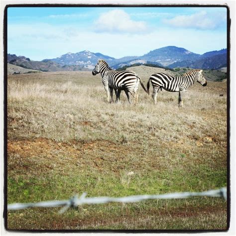 Hearst Castle Zebras. Copyright Jessica Sawyer #iphoneography # ...