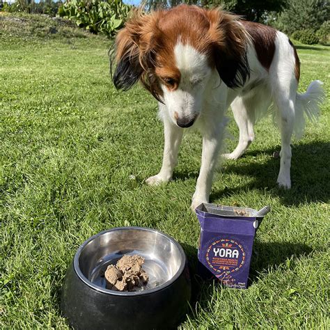 Yora paté | Worlds most sustainable dog food