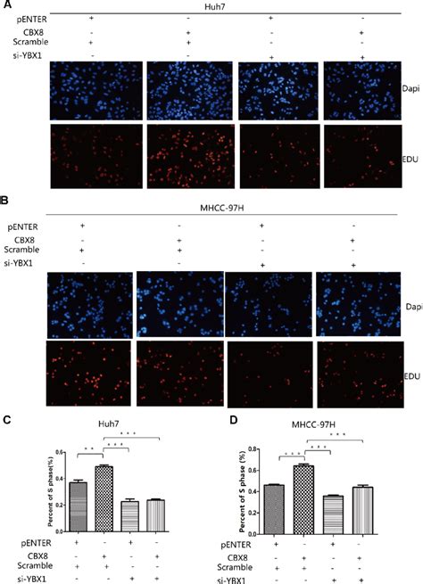 Cbx8 Promotes Hcc Cell Proliferation Through Ybx1 A D Cell Download Scientific Diagram