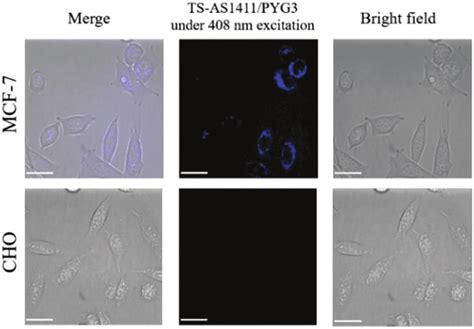 Confocal Fluorescence Images Of Mcf Cells Versus Cho Cells