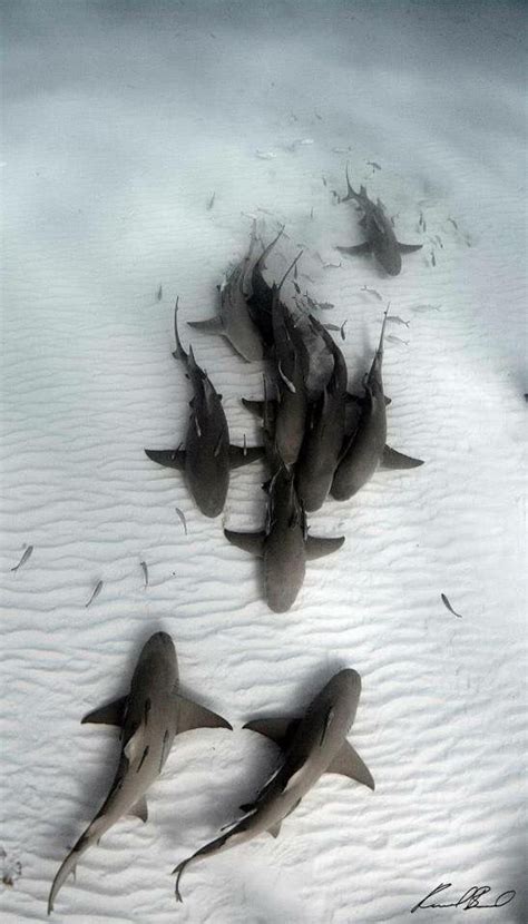 Aerial view of sharks | Ocean creatures, Shark, Sea and ocean