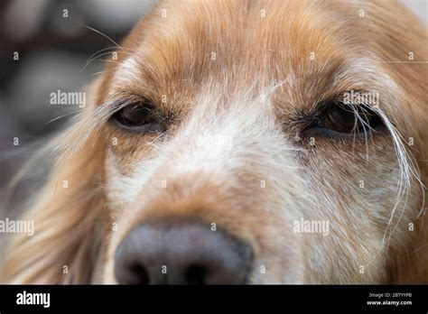 Why Does My Dog Have Long Eyelashes