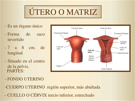 Ppt Anatom A Y Fisiolog A Del Aparato Reproductor Femenino Powerpoint