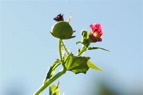 Scrophularia Peregrina Pallano