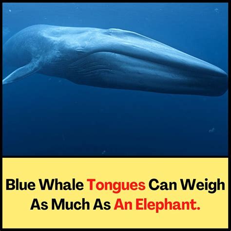 Blue Whale Tongue: A Surprising Weight Comparison