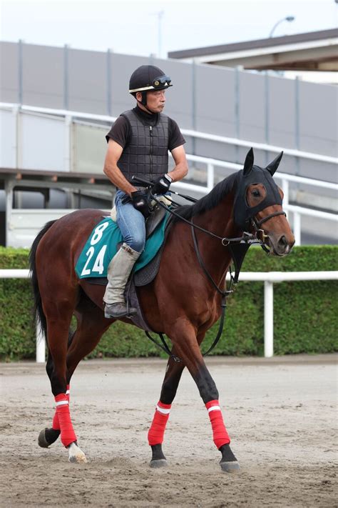 札幌2歳Sアスクメークシェアは角馬場で調整 陣営使って体が締まってきた UMATOKU 馬トク