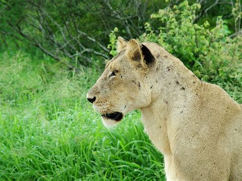 Battle Scarred Lioness Andrew Watkinson Flickr