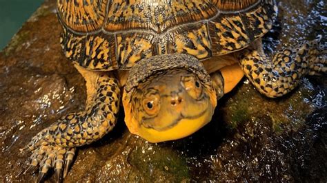 Red Eared Slider Turtles Invasive And Cute CRITTERFACTS