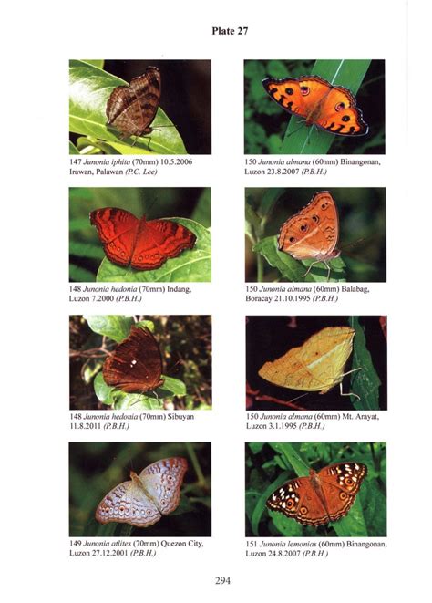 New Book Field Guide To Butterflies Of The Philippines Literatur