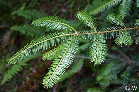 Abies grandis | California Flora Nursery