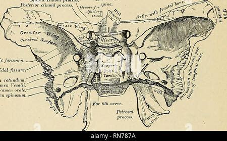 . Anatomy, descriptive and applied. Anatomy. 56 SPECIAL ANATOMY OF THE SKELETON ferior articular ...