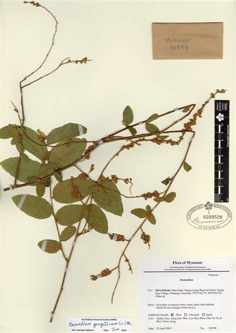 Desmodium Gangeticum L Dc Myanmar Vascular Plants Database