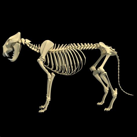 3d lion skeleton