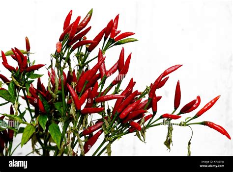 Plant Hot Pepper Stock Photo Alamy