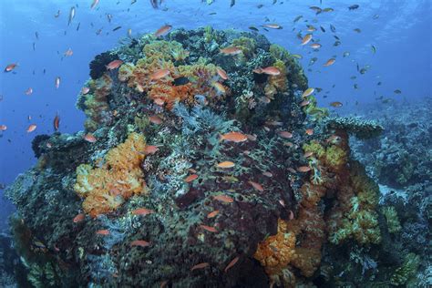 A Colorful Healthy Coral Reef Thrives Photograph By Ethan Daniels