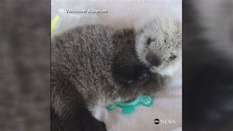 Video Baby sea otter rescued in Vancouver - ABC News